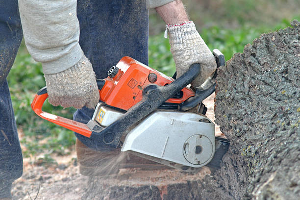 Best Seasonal Cleanup (Spring/Fall)  in Spring Lake Park, MN